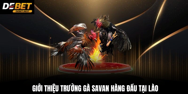 Giới thiệu trường gà Savan hàng đầu tại Lào 