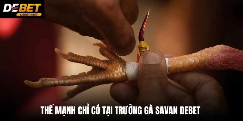 Thế mạnh chỉ có tại trường gà Savan Debet 